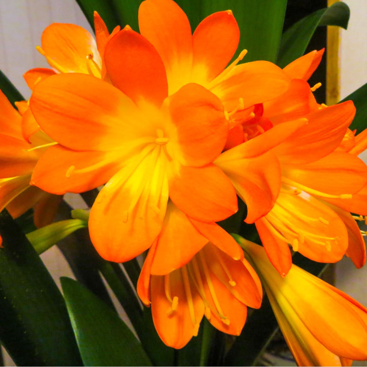 Klívie - Řemenatka - Clivia robusta - osivo klívie - 6 ks