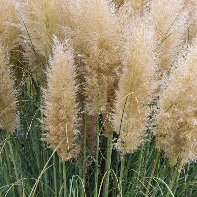 Pampas stříbrný bílý - Pampová tráva - Cortaderia selleona - osivo pampasu - 10 ks