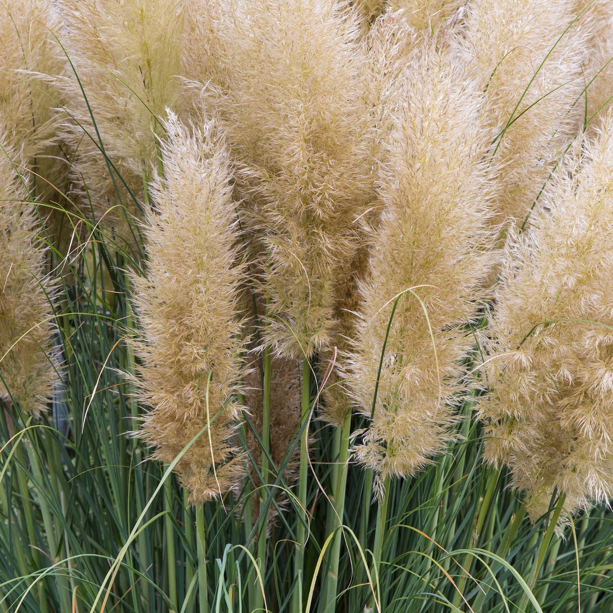 Pampas stříbrný bílý - Pampová tráva - Cortaderia selleona - osivo pampasu - 10 ks