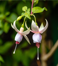 Fuchsie bolívijská bílá - Fuchsia boliviana - osivo fuchsie - 10 ks