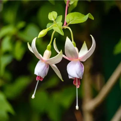 Fuchsie bolívijská bílá - Fuchsia boliviana - osivo fuchsie - 10 ks