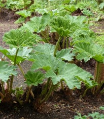Barota rukávovitá - Dinousaří žrádlo - Gunnera manicata - osivo baroty - 6 ks