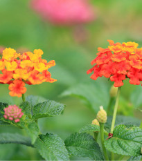 Lantana měňavá - Lantana camara - osivo lantany - 10 ks