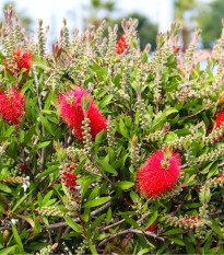 Štětkovec - Callistemon citrinus - osivo štětkovce - 10 ks