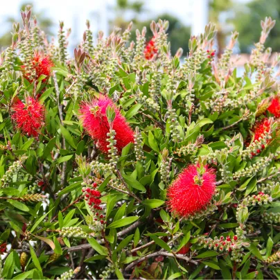 Štětkovec - Callistemon citrinus - osivo štětkovce - 10 ks