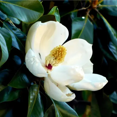 Magnólie velkokvětá - Magnolia grandiflora - osivo magnólie - 5 ks