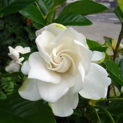 Gardénie - Gardenia jasminoides - osivo gardénie - 6 ks