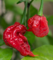 Chilli Carolina Reaper - Capsicum chinense - osivo chilli - 5 ks