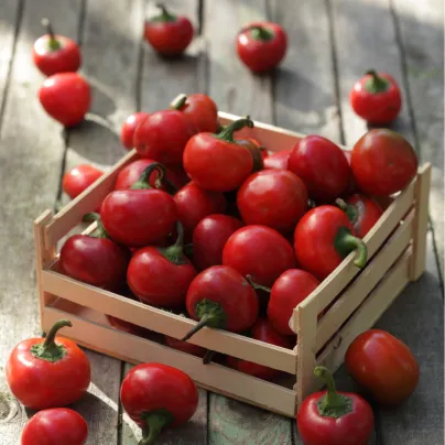 Paprika Red Cherry - Capsicum annuum - osivo papriky - 7 ks
