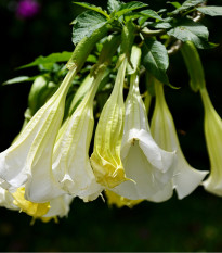 Andělská trubka bílá - Brugmansie bílá - Brugmansia arborea - osivo durmanu - 10 ks