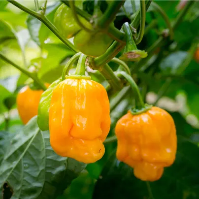 Chilli Trinidad Scorpion Butch žluté - Capsicum chinense - osivo chilli - 5 ks