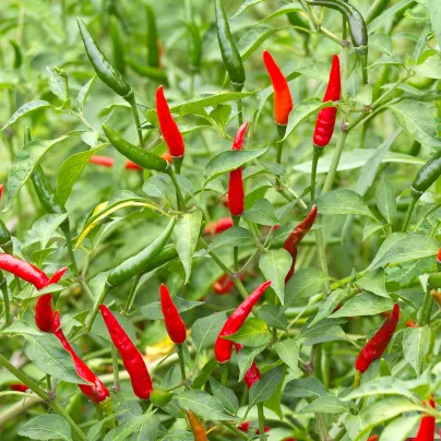Chilli Tabasco - Capsicum frutescens - osivo chilli - 7 ks
