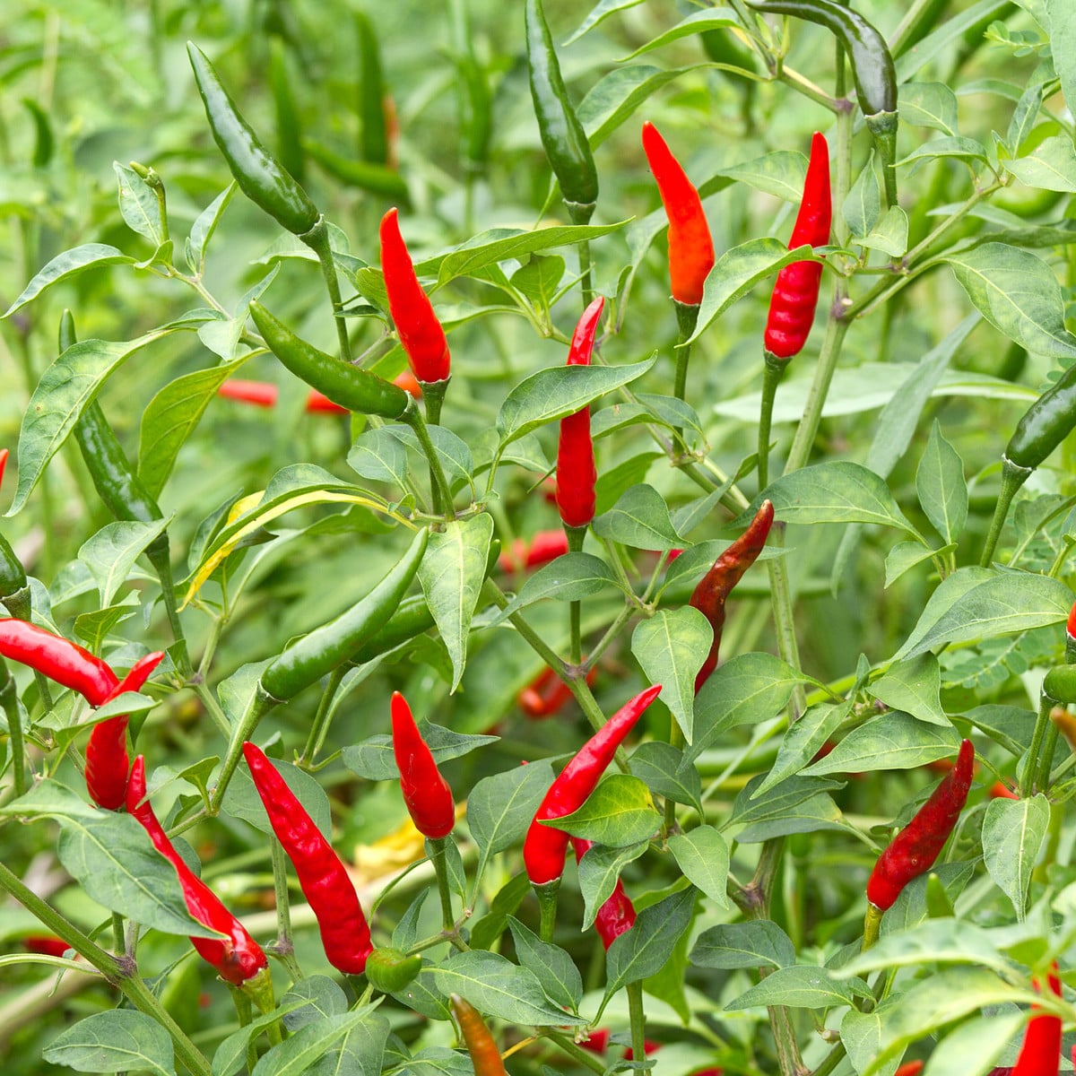 Chilli Tabasco - Capsicum frutescens - osivo chilli - 7 ks
