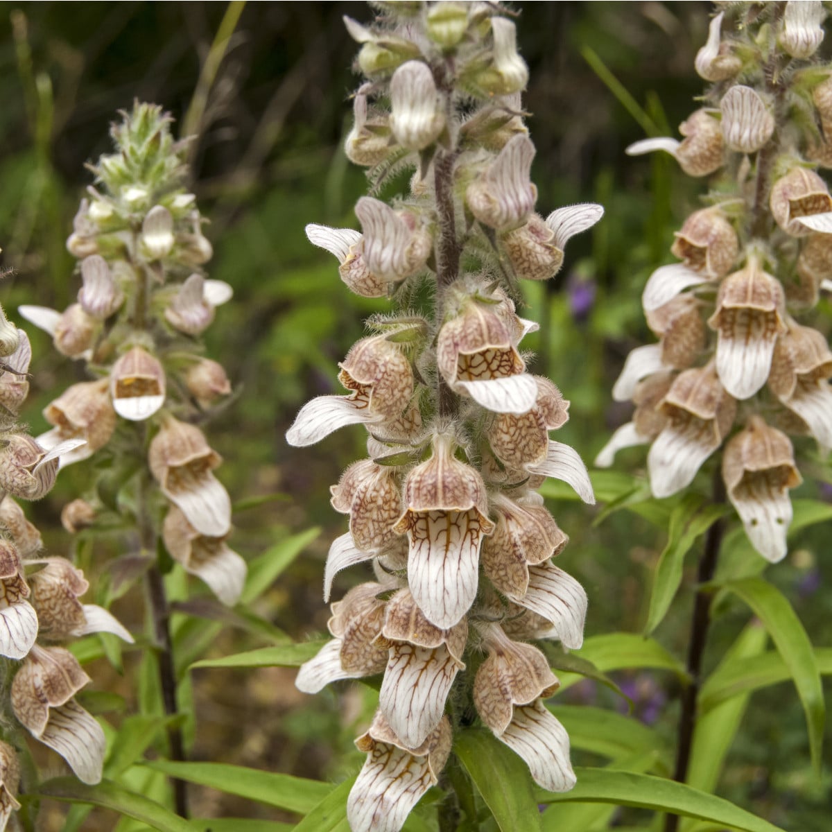 Náprstník vlnatý - Digitalis lanata - osivo náprstníku - 5 ks