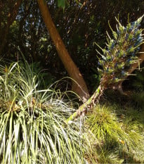 Puja - Puya venusta - osivo puji - 20 ks