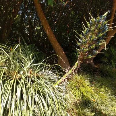 Puja - Puya venusta - osivo puji - 20 ks