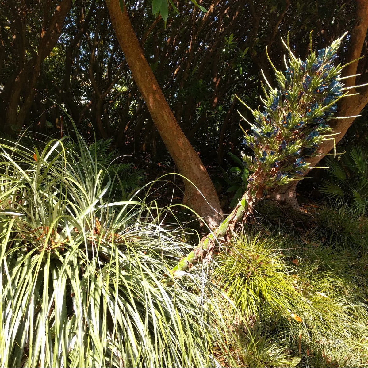 Puja - Puya venusta - osivo puji - 20 ks
