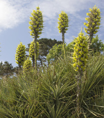 Puja - Puya chilensis - osivo puji - 20 ks