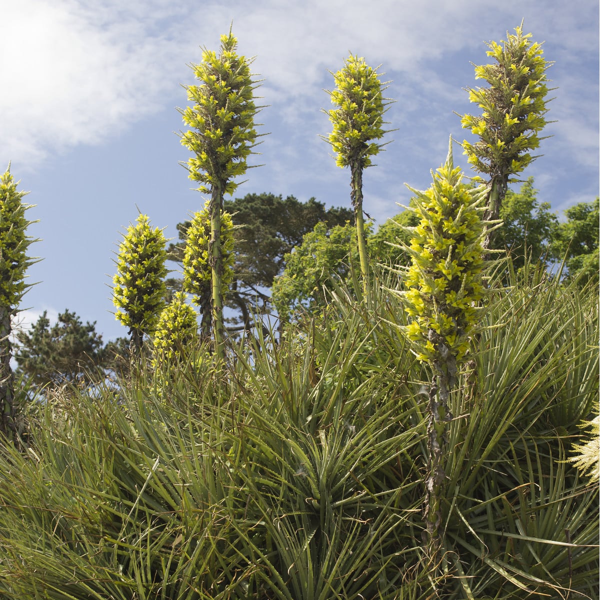 Puja - Puya chilensis - osivo puji - 20 ks