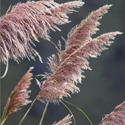 Pampová tráva růžová - Pampas - Cortaderia selleona - osivo pampasu - 10 ks