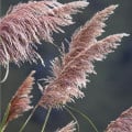 Pampová tráva růžová - Pampas - Cortaderia selleona - osivo pampasu - 10 ks