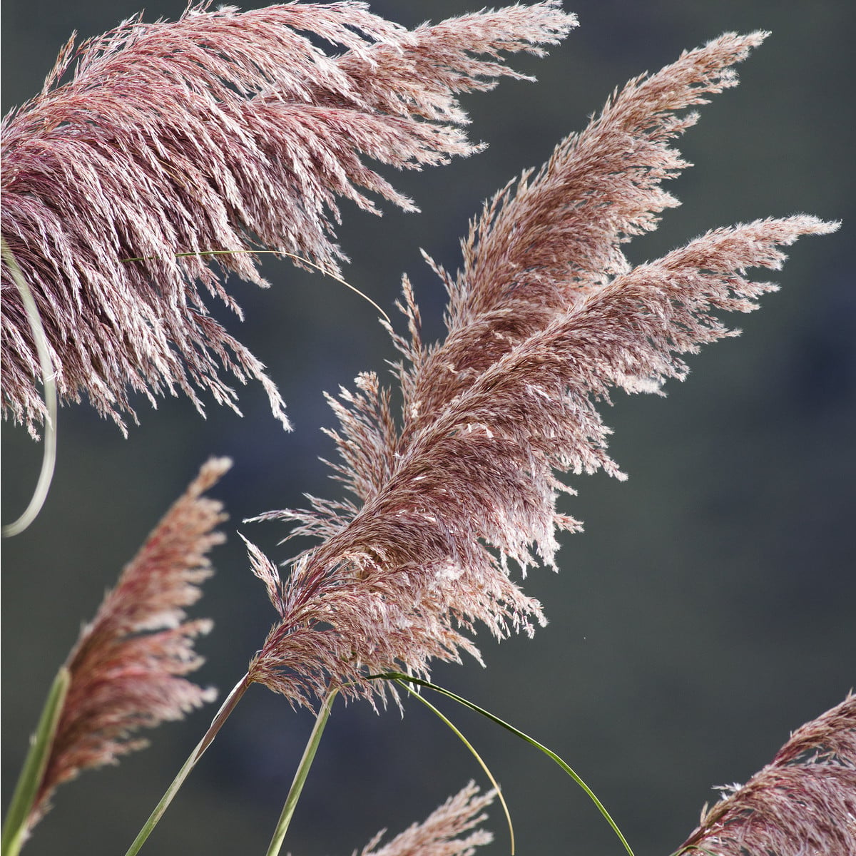 Pampová tráva růžová - Pampas - Cortaderia selleona - osivo pampasu - 10 ks