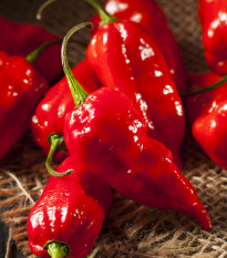 Chilli Bhut Jolokia - Capsicum chinense - osivo chilli - 5 ks