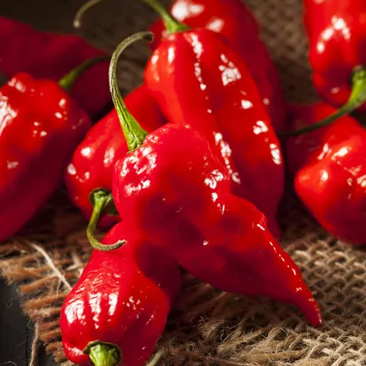 Chilli Bhut Jolokia - Capsicum chinense - osivo chilli - 5 ks