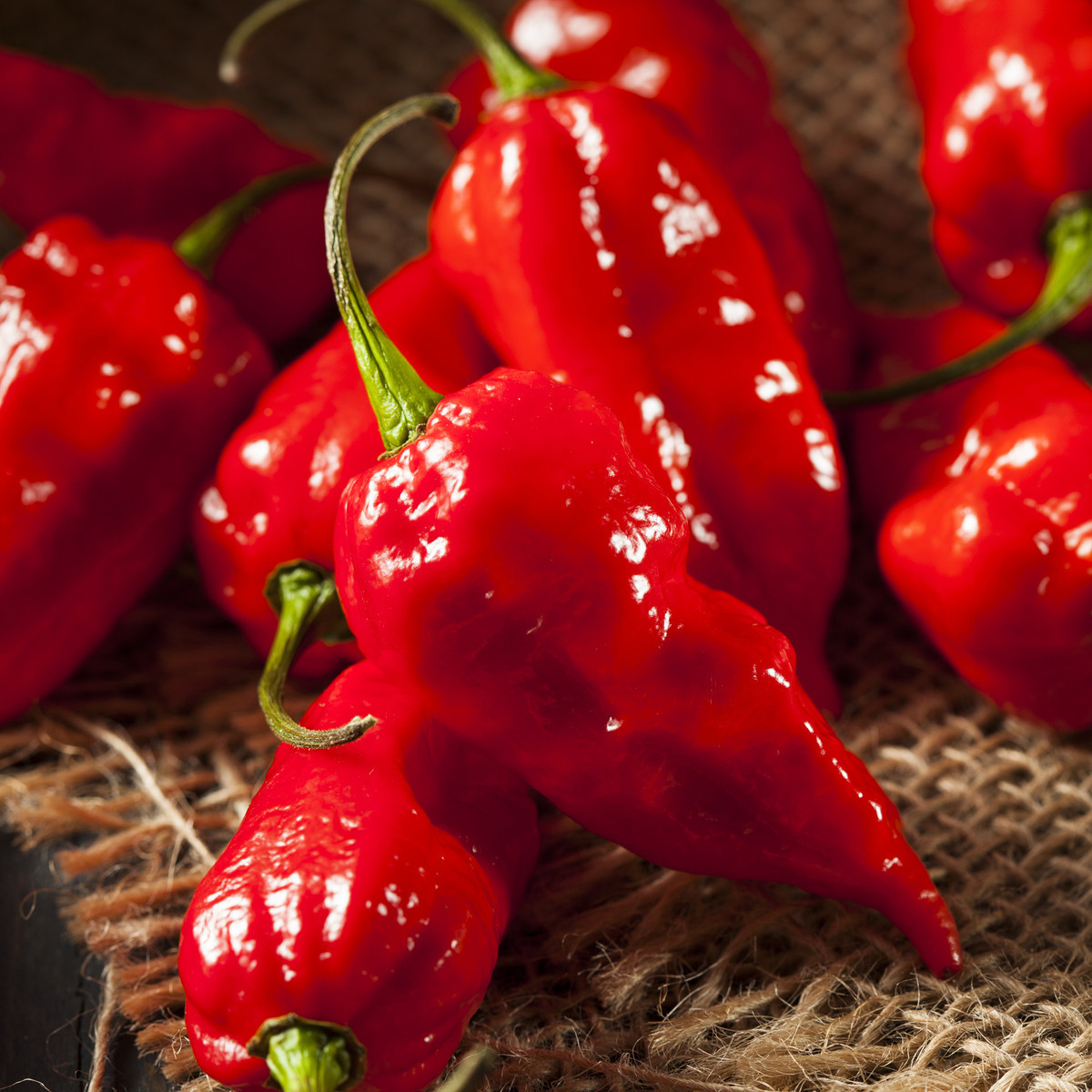 Chilli Bhut Jolokia - Capsicum chinense - osivo chilli - 5 ks