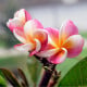 Plumérie - Havajská květina - Plumeria - osivo plumérie - 3 ks