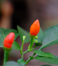 Chilli Tepin - Capsicum annuum - osivo chilli - 7 ks