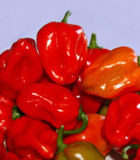 Chilli Scotch Bonnet červené - Capsicum chinense - osivo chilli - 6 ks