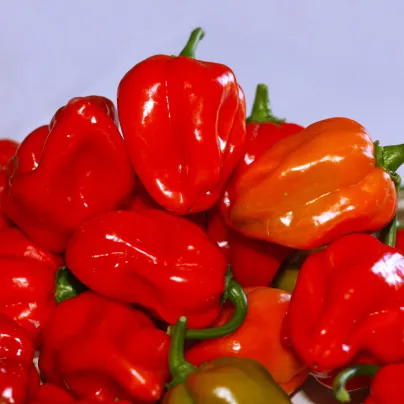 Chilli Scotch Bonnet červené - Capsicum chinense - osivo chilli - 6 ks