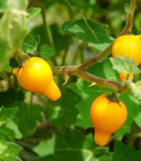 Solanum - Solanum mammosum - osivo solana - 15 ks