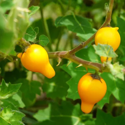 Solanum - Solanum mammosum - osivo solana - 15 ks