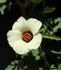 Ibišek trojdílný - Hibiscus trionum - osivo ibišku - 5 ks