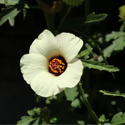Ibišek trojdílný - Hibiscus trionum - osivo ibišku - 5 ks