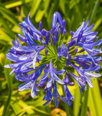 Kalokvět modrý - Agapanthus praecox - osivo kalokvětu - 8 ks