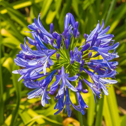 Kalokvět modrý - Agapanthus praecox - osivo kalokvětu - 8 ks