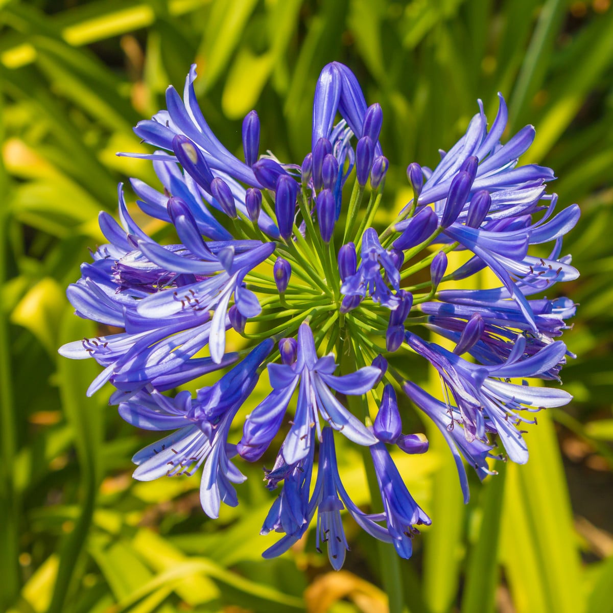 Kalokvět modrý - Agapanthus praecox - osivo kalokvětu - 8 ks