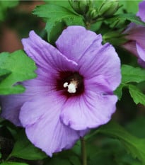 Ibišek syrský fialový - Hibiscus syriacus - osivo ibišku - 12 ks