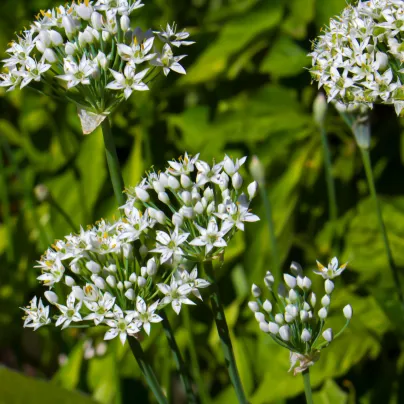 Pažitka čínská Neko - Allium tuberosum - osivo pažitky - 20 ks