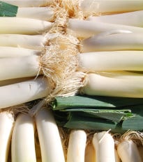 Pór zimní Carentan - Allium porrum - osivo póru - 200 ks