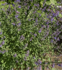 Šanta kočičí - Nepeta cataria - osivo šanty - 15 ks