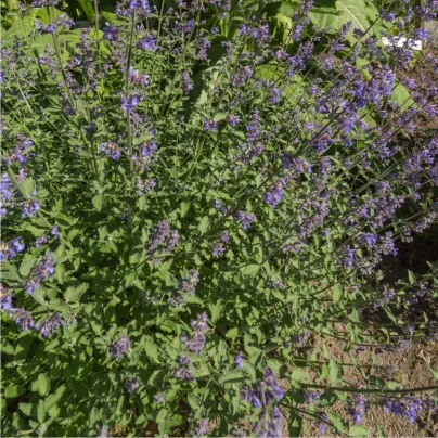 Šanta kočičí - Nepeta cataria - osivo šanty - 15 ks