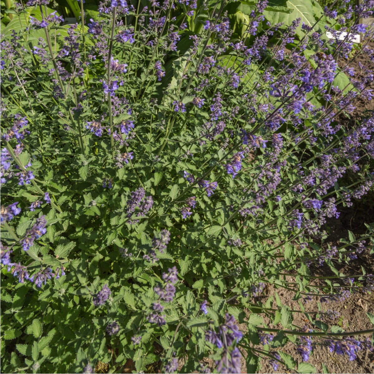 Šanta kočičí - Nepeta cataria - osivo šanty - 15 ks