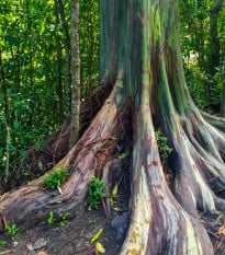 Eukalyptus duhový - Blahovičník - Eucalyptus deglupta - osivo eukalyptu - 10 ks