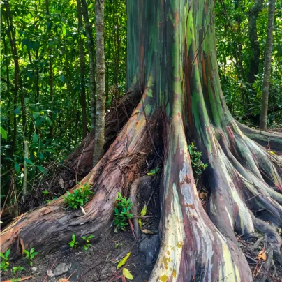 Eukalyptus duhový - Blahovičník - Eucalyptus deglupta - osivo eukalyptu - 10 ks