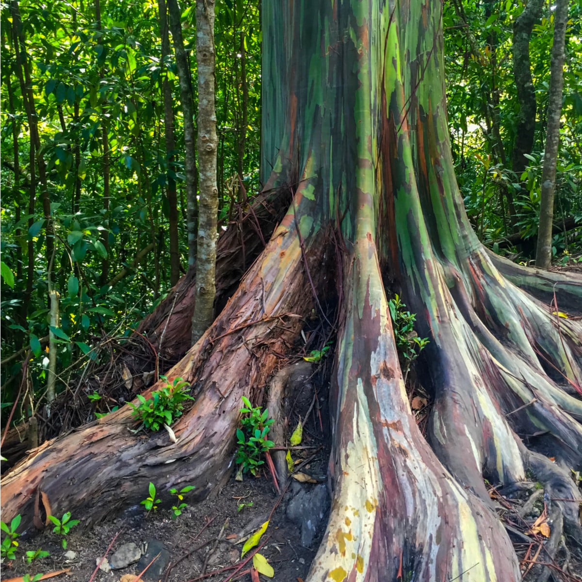 Eukalyptus duhový - Blahovičník - Eucalyptus deglupta - osivo eukalyptu - 10 ks