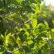 Cesmína paraguayská - Mathé - Ilex paraguariensis - osivo cesmíny - 6 ks